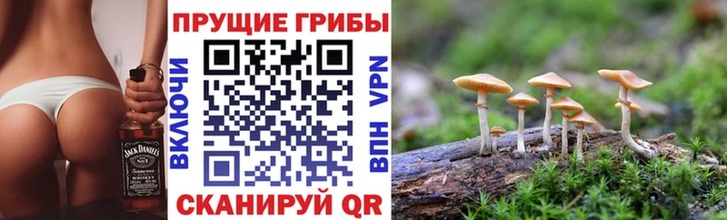 Галлюциногенные грибы Psilocybine cubensis  Петровск-Забайкальский 